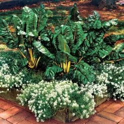 El Dorado Swiss Chard Seeds -Botanical Bliss 05315 PK P1 2