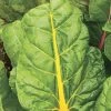 El Dorado Swiss Chard Seeds -Botanical Bliss 05315 pk p1