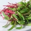 Ruby Red Swiss Chard Microgreens Seeds -Botanical Bliss 05317 PK P1