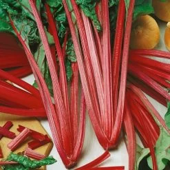 Ruby Red Swiss Chard Microgreens Seeds -Botanical Bliss 05317 PK P1 1