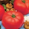 Beefmaster Hybrid Tomato Seeds -Botanical Bliss 05322