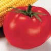 Better Boy Hybrid Tomato Seeds Pack Of 250 -Botanical Bliss 05323 pk 250