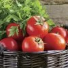 Early Girl Hybrid Tomato Seeds 1 Early Girl Hybrid Tomato Seeds -Botanical Bliss 05329 pk p1