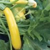 Gold Rush Hybrid Squash Seeds 2 Gold Rush Hybrid Squash Seeds -Botanical Bliss 05331 pk p1