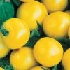Lemon Boy Hybrid Tomato Seeds -Botanical Bliss 05335
