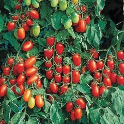 Juliet Hybrid Tomato Seeds