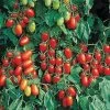 Juliet Hybrid Tomato Seeds (P)Ā Pkt Of 20 Seeds 2 Juliet Hybrid Tomato Seeds (P)Ā Pkt Of 20 Seeds -Botanical Bliss 05345 pk p1