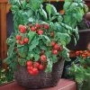 Red Robin Tomato Seeds -Botanical Bliss 05346