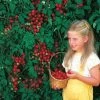 Sweet Million Hybrid Cherry Tomato Seeds 1 Sweet Million Hybrid Cherry Tomato Seeds -Botanical Bliss 05347