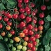 Supersweet 100 Hybrid Cherry Tomato Seeds 2 Supersweet 100 Hybrid Cherry Tomato Seeds -Botanical Bliss 05360