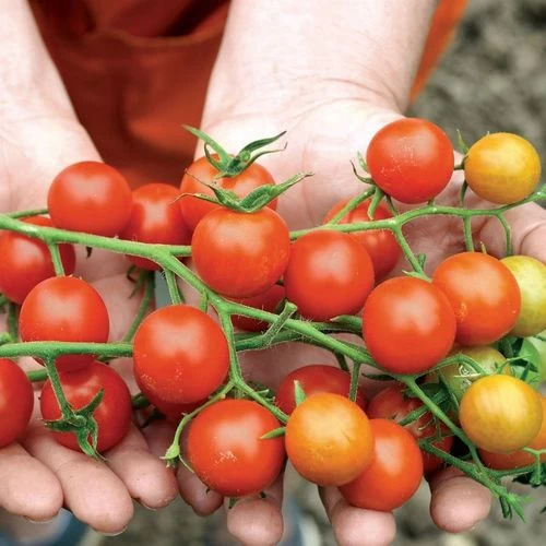 Supersweet 100 Hybrid Cherry Tomato Seeds 4 Supersweet 100 Hybrid Cherry Tomato Seeds - Image 2