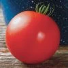 Mountain Fresh Hybrid Tomato Seeds Pack Of 250 -Botanical Bliss 05366 pk 250