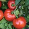 Park Seed Season Starter Hybrid Tomato Seeds (P) Pkt Of 30 Seeds -Botanical Bliss 05367 pk p1