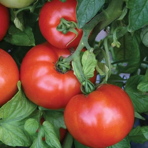 Park Seed Season Starter Hybrid Tomato Seeds (P) Pkt Of 30 Seeds 3 Park Seed Season Starter Hybrid Tomato Seeds (P) Pkt Of 30 Seeds