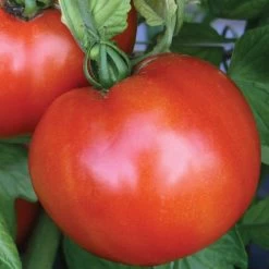 Park Seed Season Starter Hybrid Tomato Seeds -Botanical Bliss 05367 1