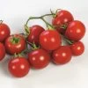 Sweet 'n' Neat Scarlet Improved Hybrid Cherry Tomato Seeds