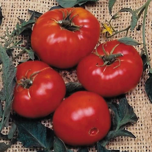 Brandywine Tomato Seeds (P) Pkt Of 30 Seeds 4 Brandywine Tomato Seeds (P) Pkt Of 30 Seeds - Image 2