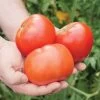 Park's Whopper CR Improved Hybrid Tomato Seeds -Botanical Bliss 05380