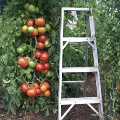 Park's Whopper CR Improved Hybrid Tomato Seeds -Botanical Bliss 05380 2
