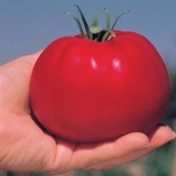 Park's Whopper CR Improved Hybrid Tomato Seeds -Botanical Bliss 05380 3