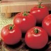 Jet Star Hybrid Tomato Seeds -Botanical Bliss 05383 pk 500