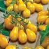Yellow Pear Organic Tomato Seeds