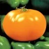 Carolina Gold Hybrid Tomato Seeds -Botanical Bliss 05399 pk 250