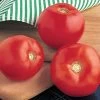 Mountain Spring Hybrid Tomato Seeds -Botanical Bliss 05400 pk 250