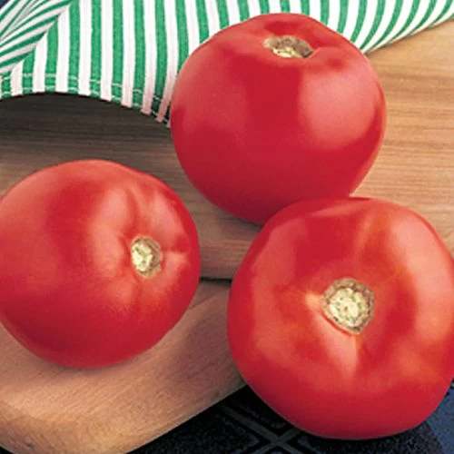 Mountain Spring Hybrid Tomato Seeds 3 Mountain Spring Hybrid Tomato Seeds