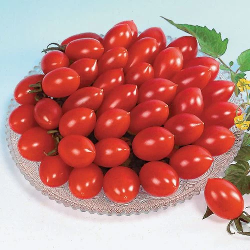 Sugary Cherry Tomato Seeds 3 Sugary Cherry Tomato Seeds
