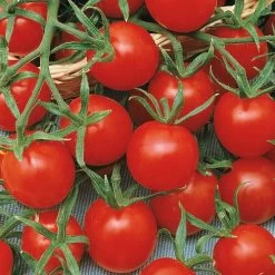 Ladybug Hybrid Cherry Tomato Seeds -Botanical Bliss 05413 PK P1 1