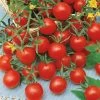 Ladybug Hybrid Cherry Tomato Seeds 1 Ladybug Hybrid Cherry Tomato Seeds -Botanical Bliss 05413 pk p1