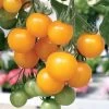 Tumbling Tom Yellow Tomato Seeds 1 Tumbling Tom Yellow Tomato Seeds -Botanical Bliss 05419 PK 250