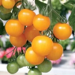 Tumbling Tom Yellow Tomato Seeds