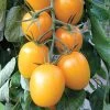 Golden Rave Hybrid Tomato Seeds 2 Golden Rave Hybrid Tomato Seeds -Botanical Bliss 05421 PK 100