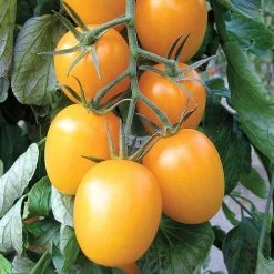 Golden Rave Hybrid Tomato Seeds