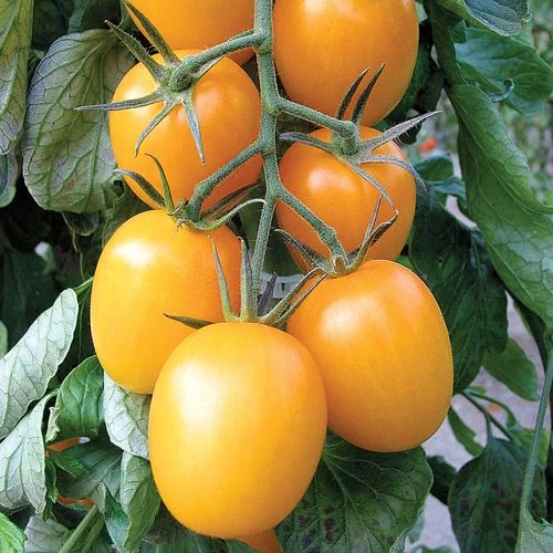 Golden Rave Hybrid Tomato Seeds 3 Golden Rave Hybrid Tomato Seeds