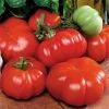Costoluto Genovese Tomato Seeds 2 Costoluto Genovese Tomato Seeds -Botanical Bliss 05429 pk p1