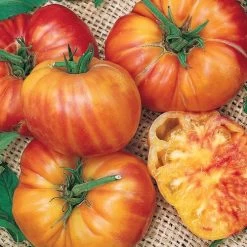 Big Rainbow Tomato Seeds