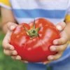 Big Beef Hybrid Tomato Seeds 2 Big Beef Hybrid Tomato Seeds -Botanical Bliss 05433