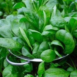 Space Hybrid Spinach Seeds (P)Ā Pkt Of 400 Seeds