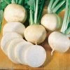 White Lady Hybrid Turnip Seeds 1 White Lady Hybrid Turnip Seeds -Botanical Bliss 05464 pk p1