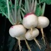 Purple Top White Globe Turnip Seeds -Botanical Bliss 05469 pk p1