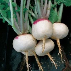 Purple Top White Globe Turnip Seeds