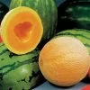 Athena Hybrid Melon Cantaloupe Seeds 2 Athena Hybrid Melon Cantaloupe Seeds -Botanical Bliss 05501