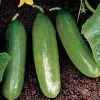 Diva Cucumber Seeds 2 Diva Cucumber Seeds -Botanical Bliss 05516