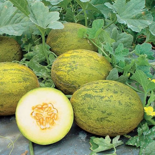 Lambkin Hybrid Melon Seeds 3 Lambkin Hybrid Melon Seeds