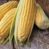 Honey Select TripleSweet™ Hybrid Corn Seeds -Botanical Bliss 05527