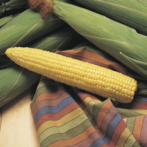 Honey Select TripleSweet™ Hybrid Corn Seeds 4 Honey Select TripleSweet™ Hybrid Corn Seeds - Image 2