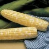 Serendipity Triplesweet™ Hybrid Sweet Corn Seeds -Botanical Bliss 05529
